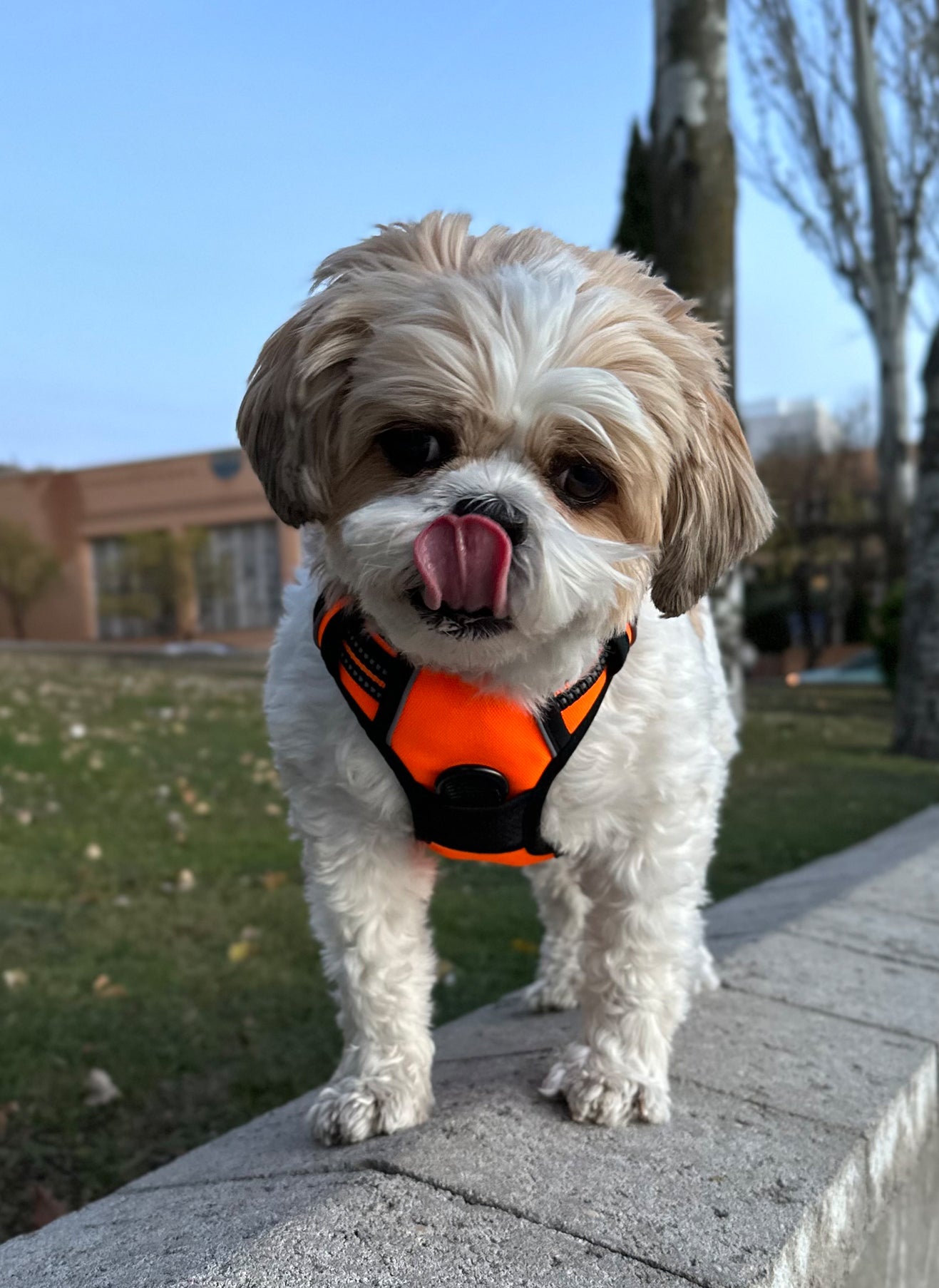 Rabbitgoo No Pull Dog Harness - Orange 