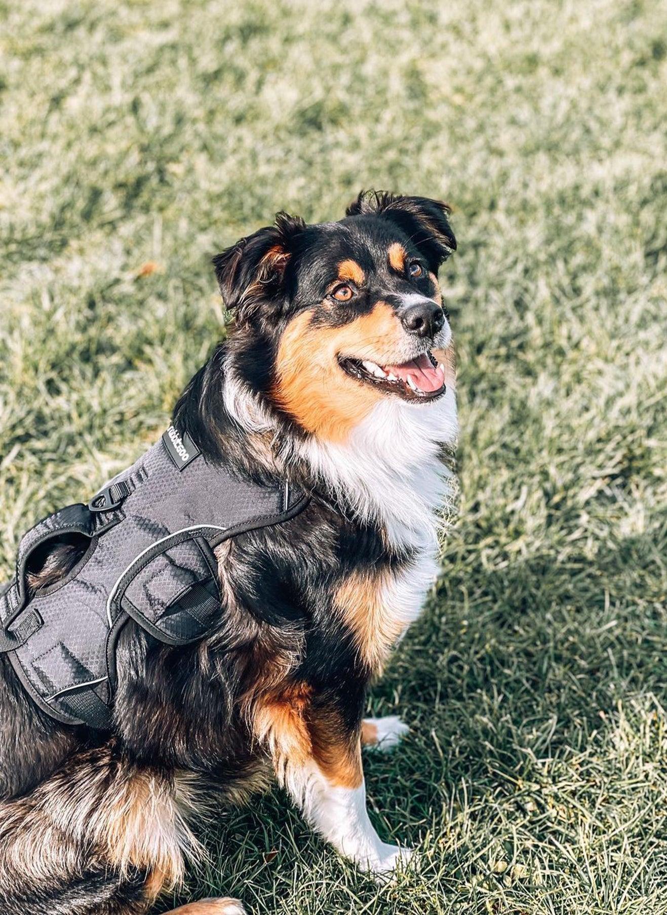 Rabbitgoo Large Dog Harness with Handle for Lifting - Black