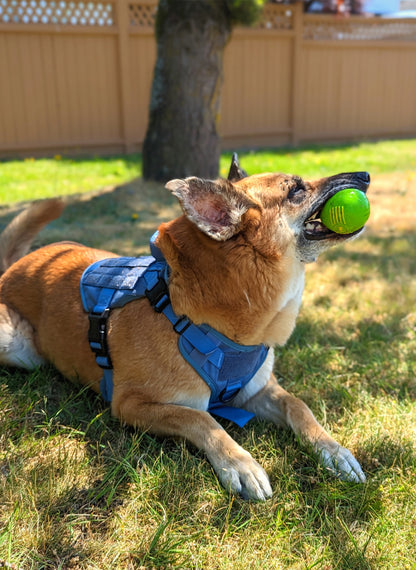 PAWTRENDER Tactical Dog Harness for Large Dogs - Blue