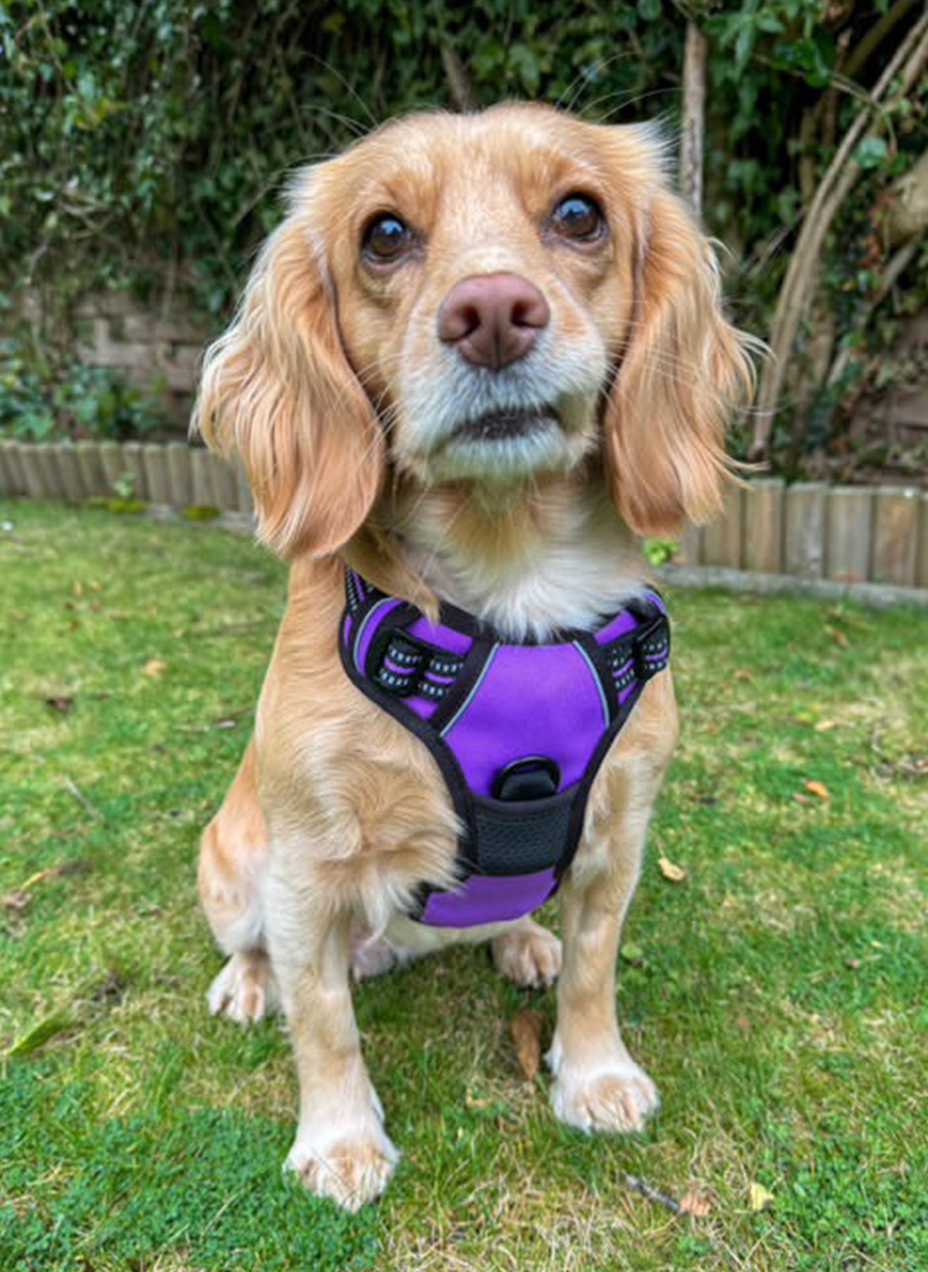 Rabbitgoo No Pull Dog Harness - Purple 