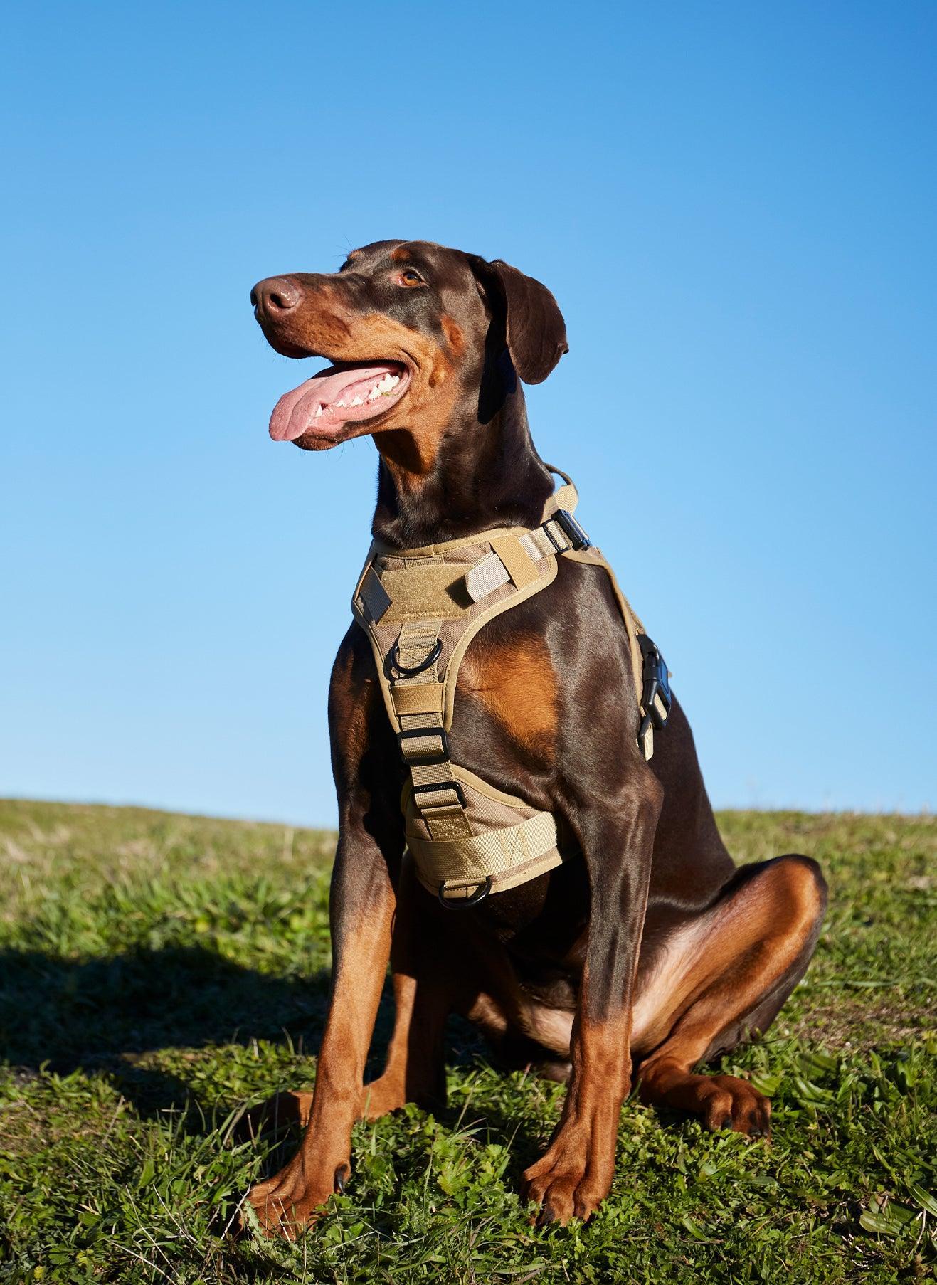 Tactical Dog Vest Best No Pull Harness For Doberman Tactical Dog