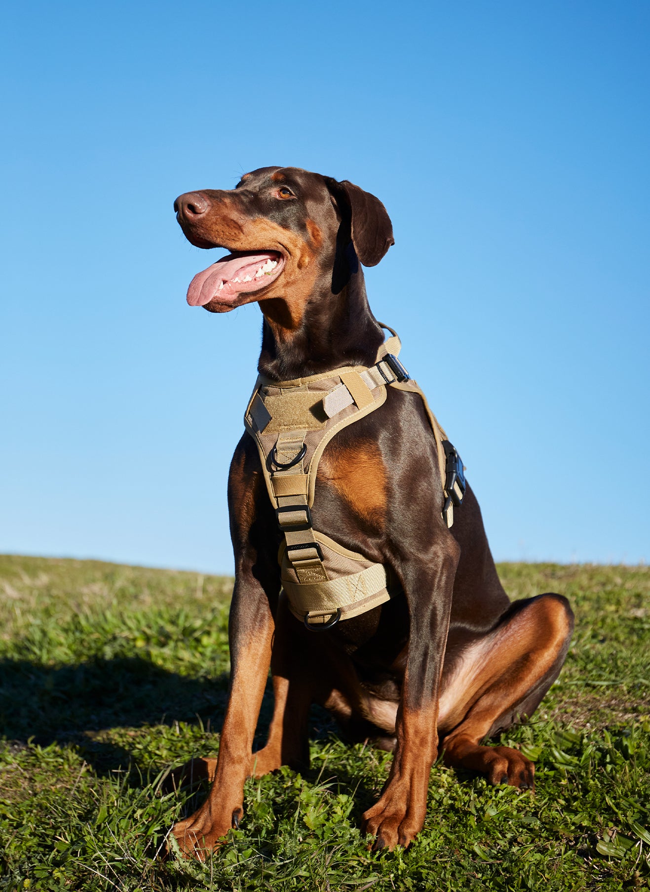 Tactical Dog Harness Vest with Handle - Tan 