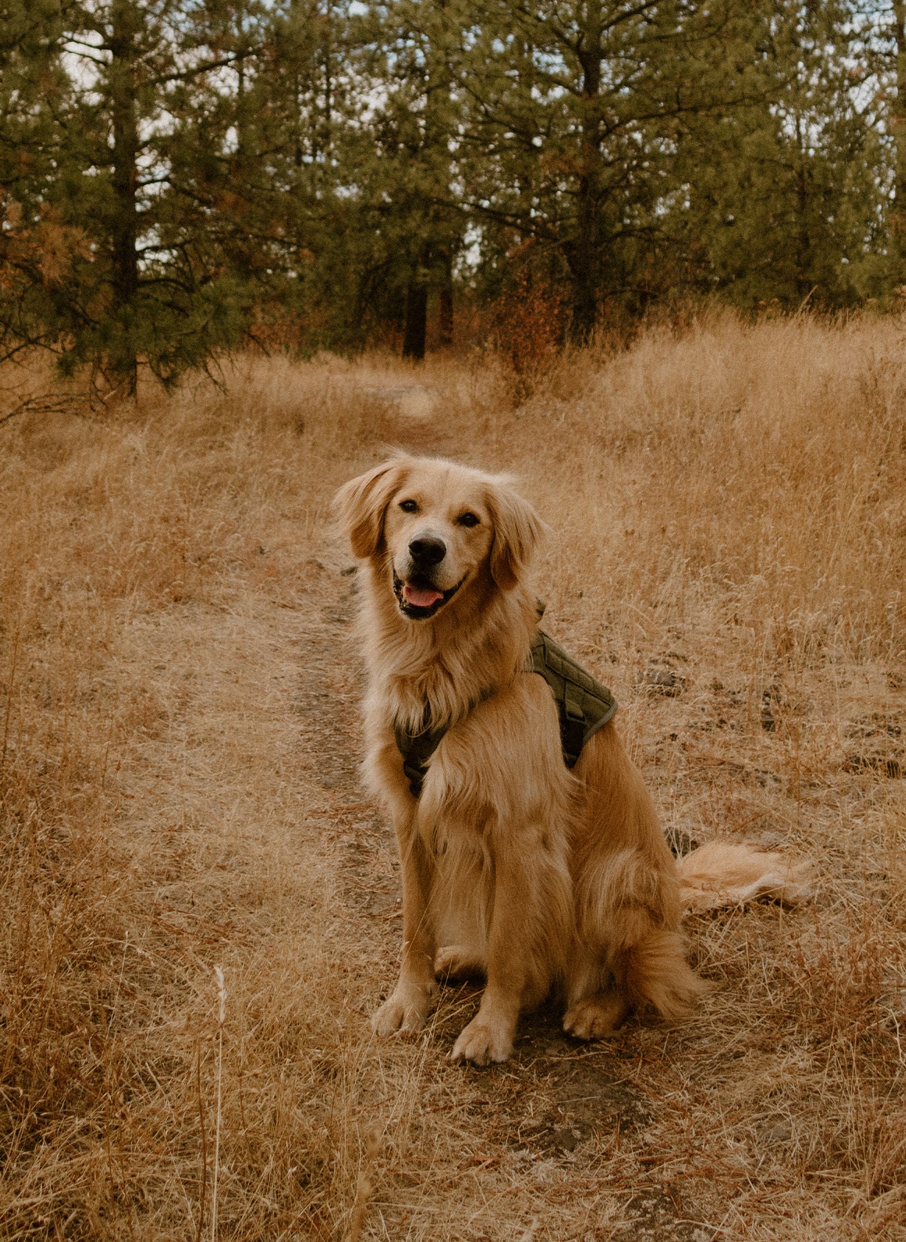 Tactical Dog Harness Vest with Handle - Green 