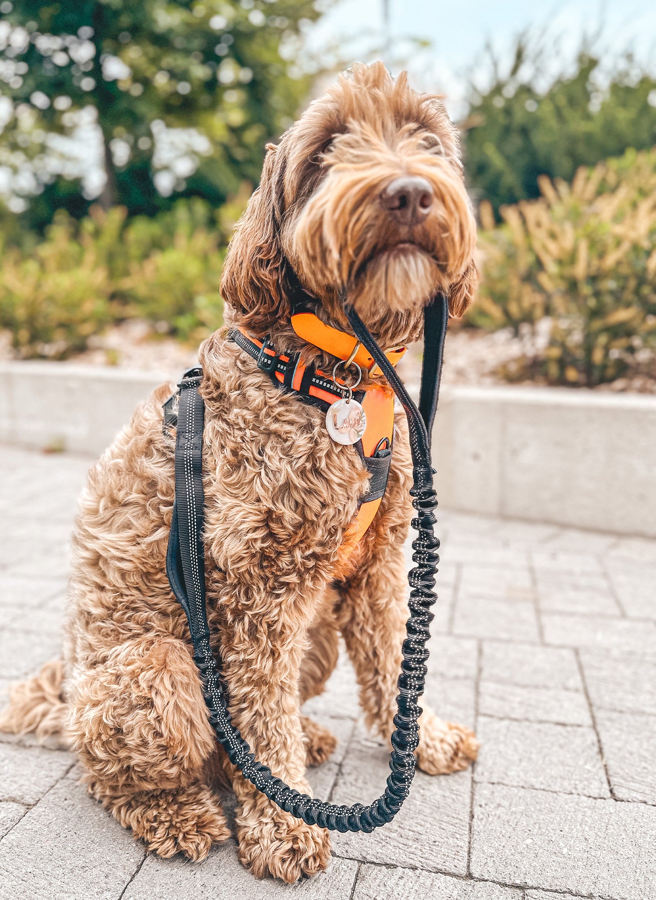 Rabbitgoo Dog Leash with 2 Padded Traffic Control Handles - Black 