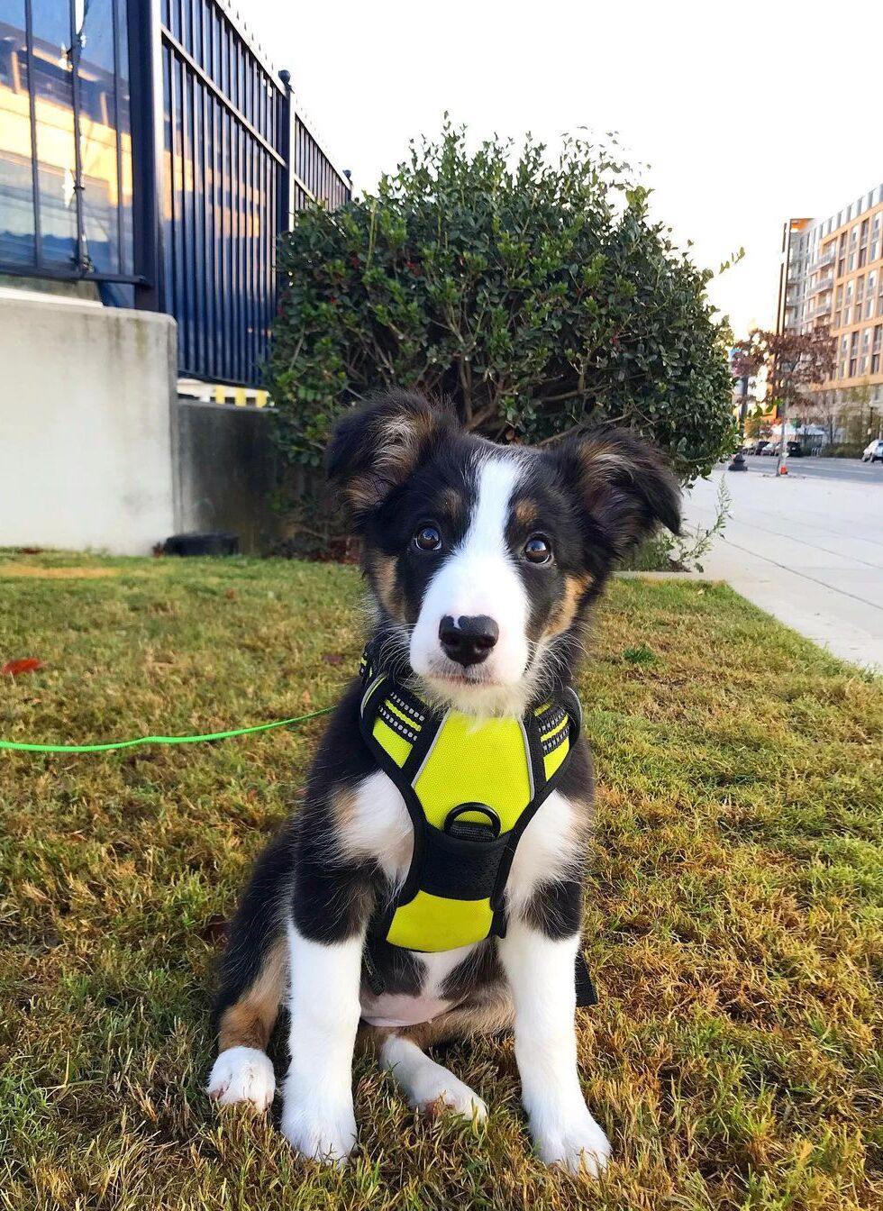 Rabbitgoo No Pull Dog Harness - Wild Lime 