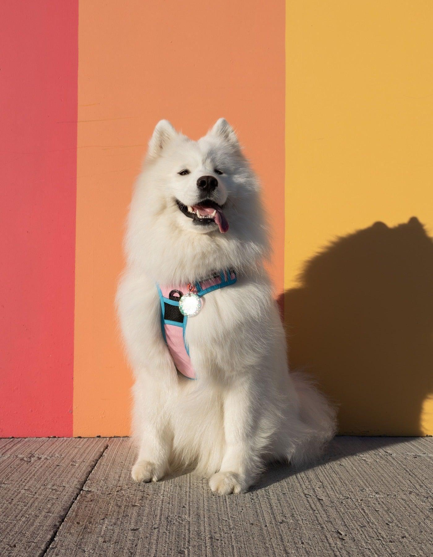 Rabbitgoo Multicolored No Pull Dog Harness - Pink & Blue