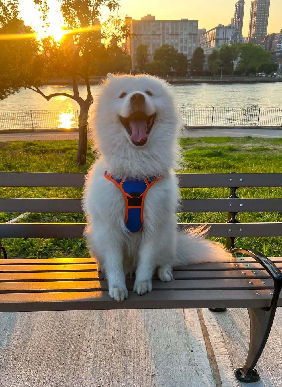 Rabbitgoo Multicolored No Pull Dog Harness - Orange & Blue