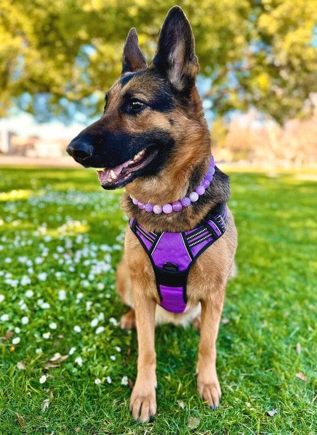 Classic Fit No Pull Dog Harness - Purple