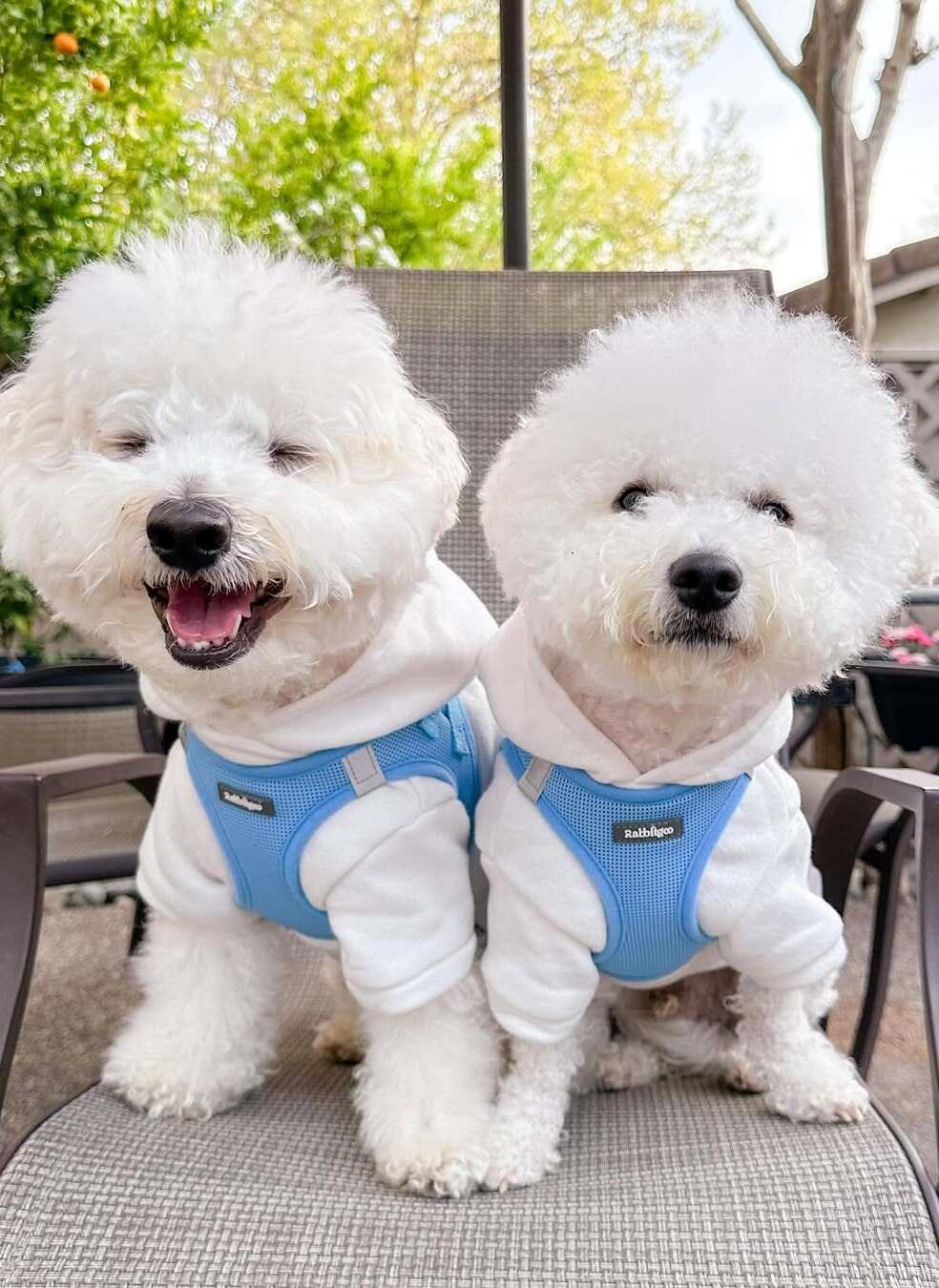 small dog harness - blue