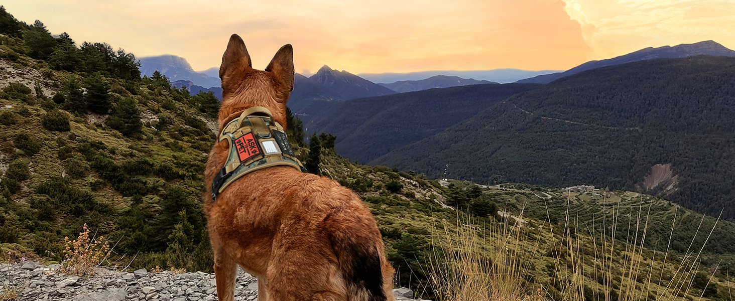 a dog wearing tactical dog harness