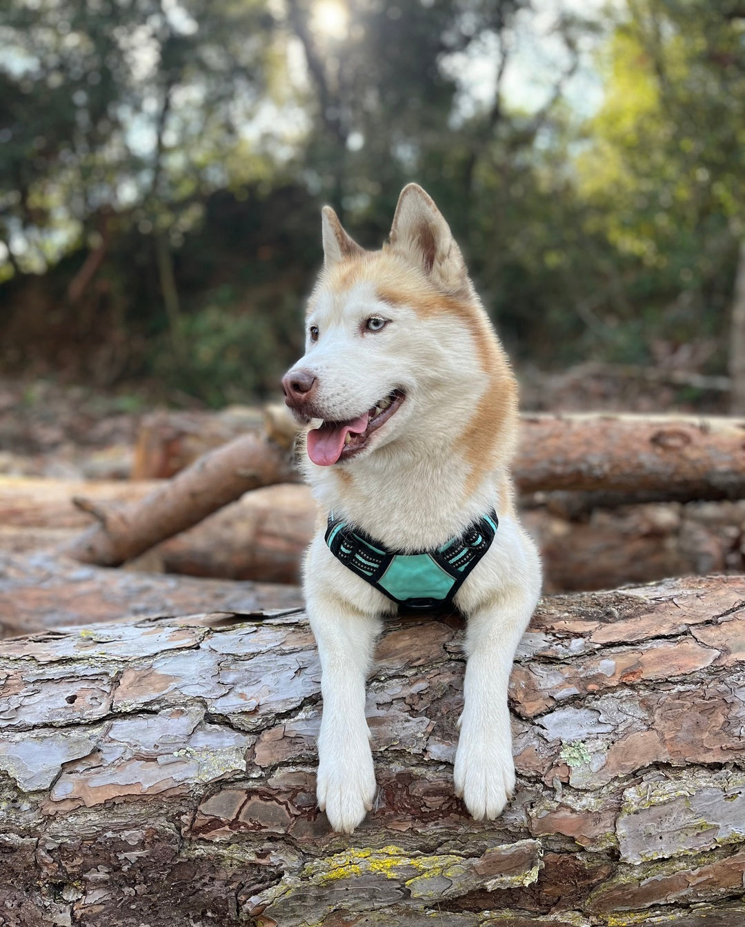 Rabbitgoo No Pull Dog Harness - Turquoise 