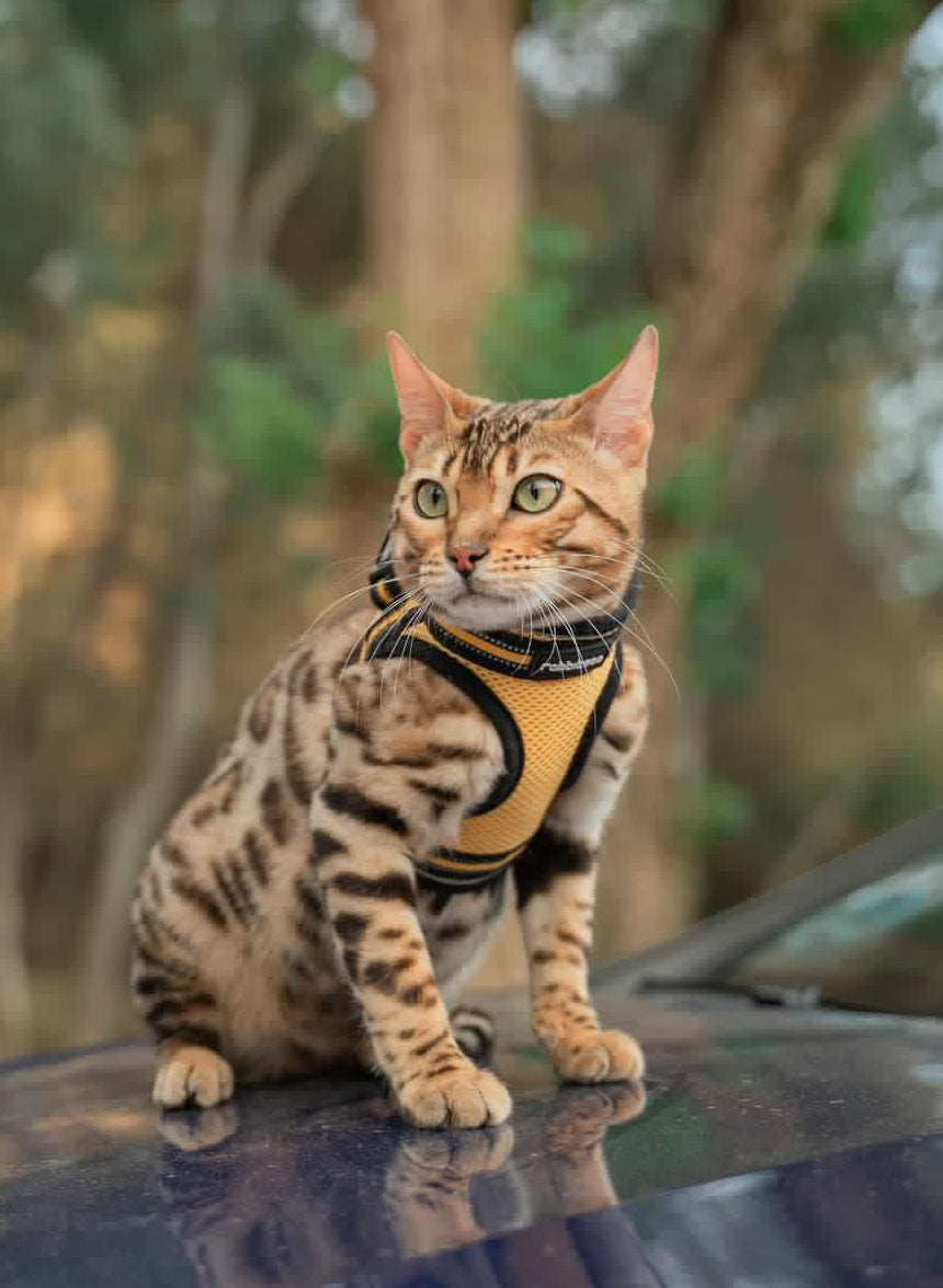 Rabbitgoo Escape Proof Cat Harness and Leash Set, with Reflective Strip - Yellow