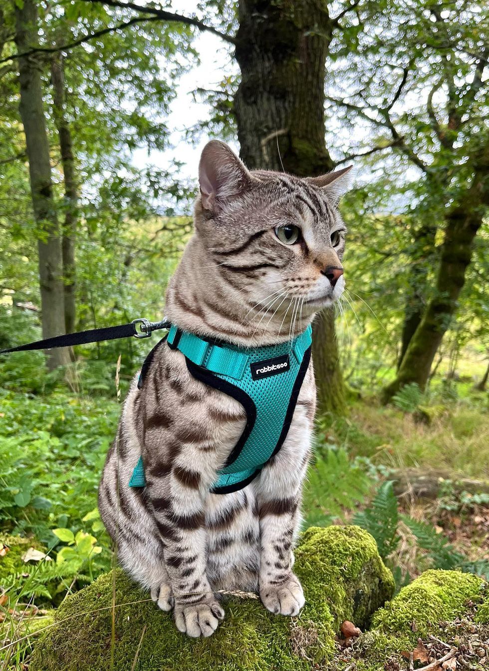 Rabbitgoo Adjustable Cat Harness and Leash Set - Emerald